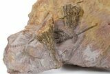 Ordovician Fossil Crinoid Plate - Marzane, Morocco #350581-1